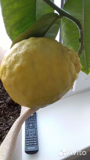 Лимон,юбилейный, на подарок, сдек