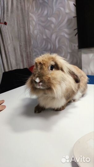 Декоративные кролики вязка