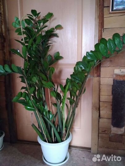 Крупные напольные растения