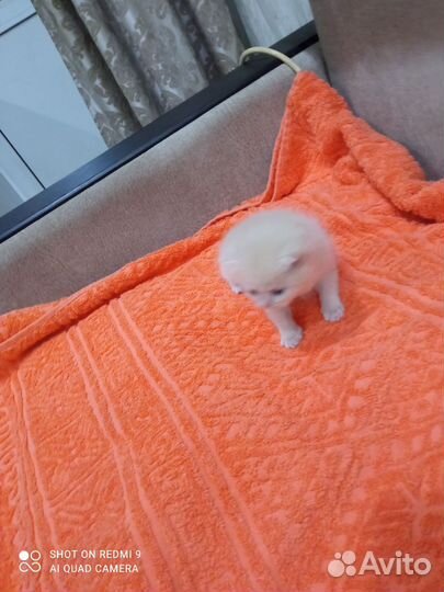 Шотландский котенок