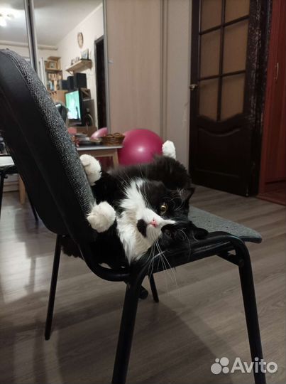 Кошка в добрые руки