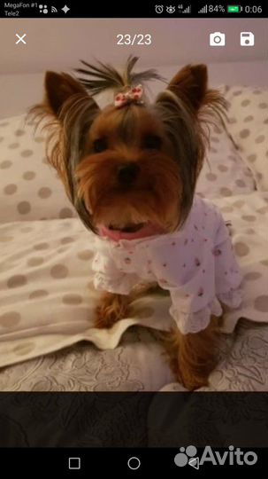 Одежда,комбинезон для йорка,маленькой собачки.Хлоп