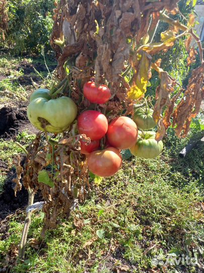 Помидоры