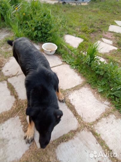 Отдам в добрые руки немецкую овчарку
