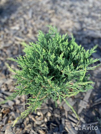 Можжевельник