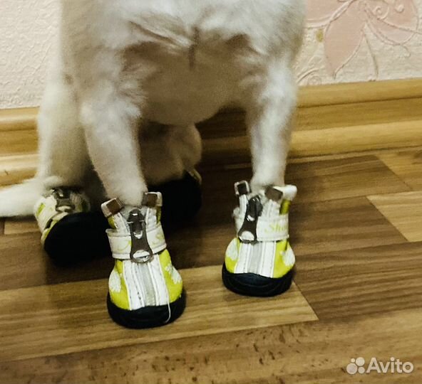 Сапожки для собак