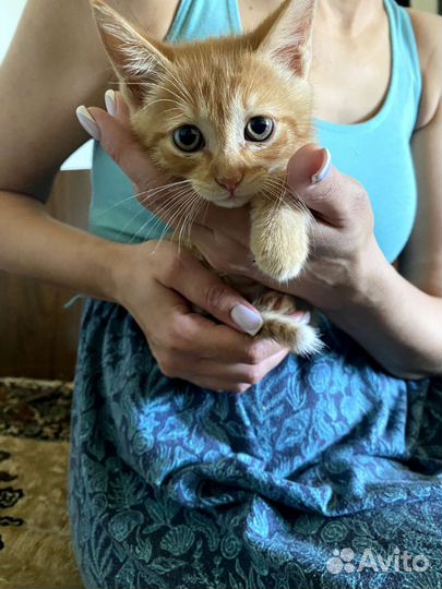 Отдам котят в добрые руки