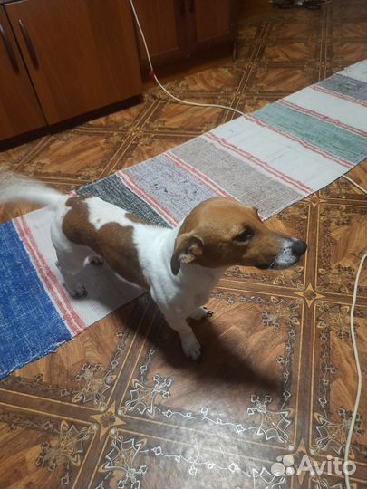 Джек рассел терьер девочка