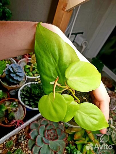 Филодендрон Сканденс Миканс Лайм