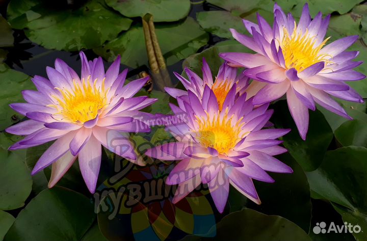 Водяная лилия, кувшинка, кубышка