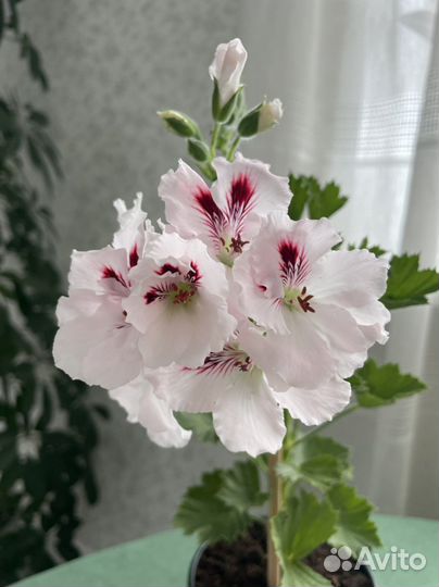 Пеларгония герань