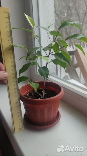 Фикус голден Моник