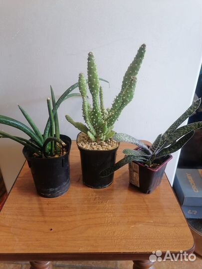 Комнатные растения