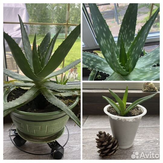 Цветы комнатные