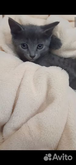 Котята