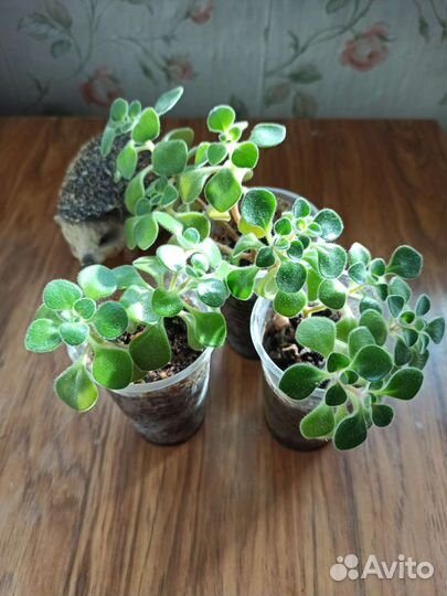 Аихризон или Дерево любви