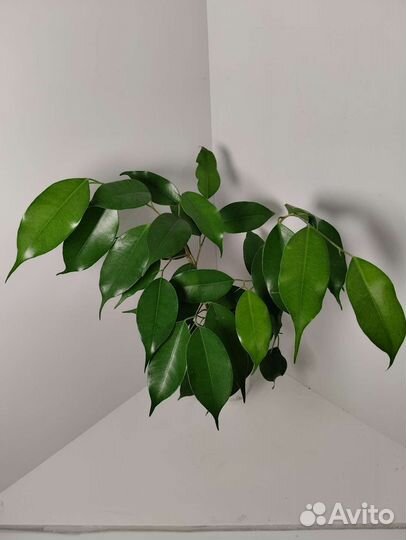 Фикус Бенджамина