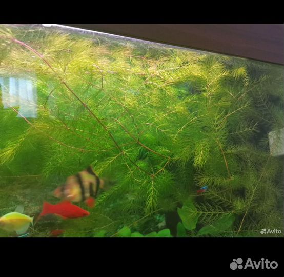 Роголистник