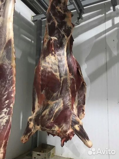 Крс коровы мясо мрс