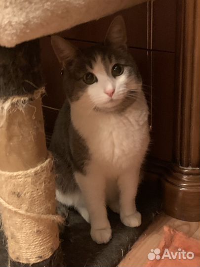 Спасите Виолу