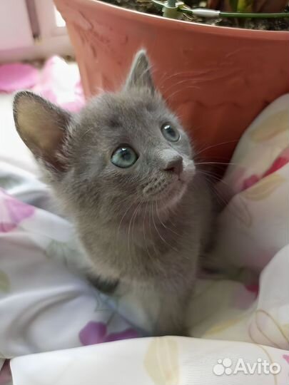 Котенок в добрые руки