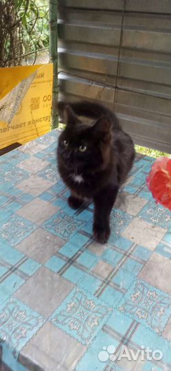 Котята мышеловы