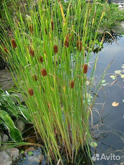 Растения для Пруда -Водоема-Биоплато