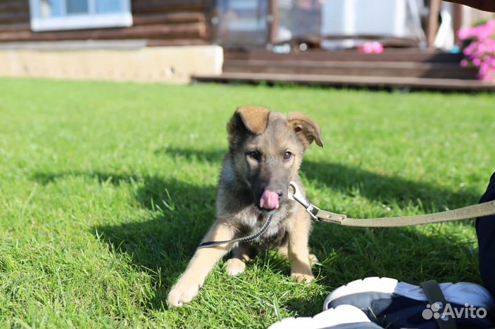 Щенок в добрые руки