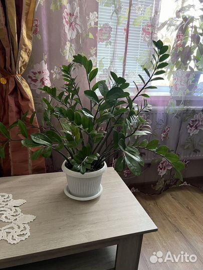Замиокулькас