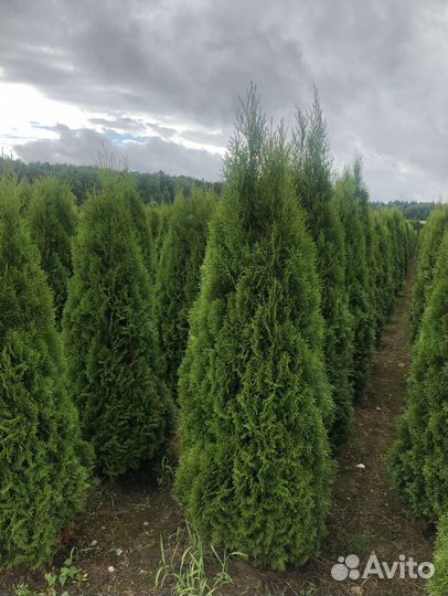 Туя Брабант 1,5 м