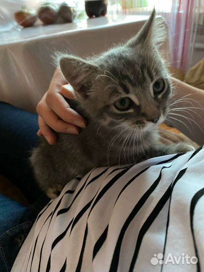 Котенок в добрые руки