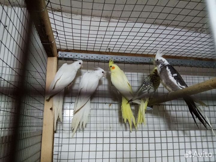 Корелла безщекая