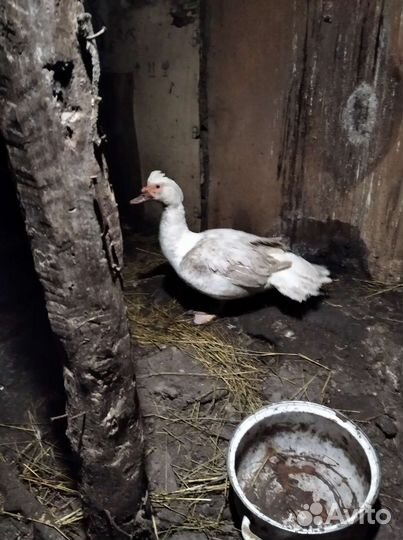 Утята индоутки