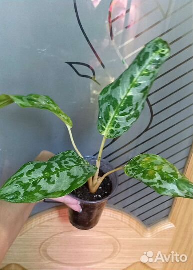 Сортовые Аглаонемы