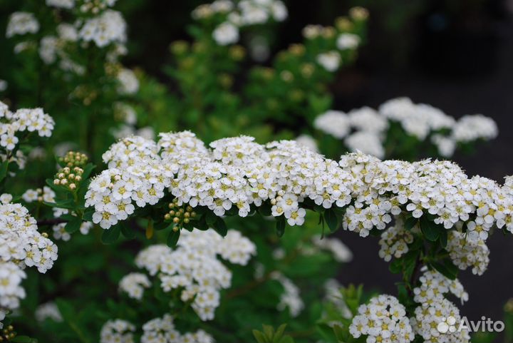 Спирея белая 