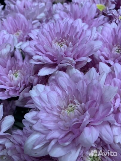 Хризантема букет, цветы