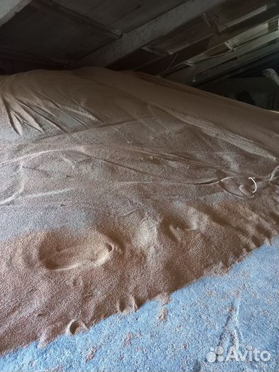 Просо желтое