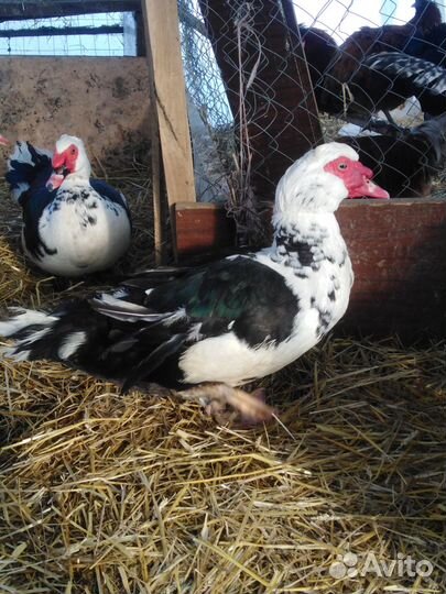 Продаётся птица