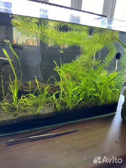 Аквариум со всем оборудованием и рыбками