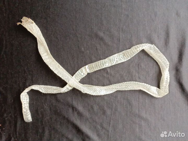 Кожа змеи после линьки