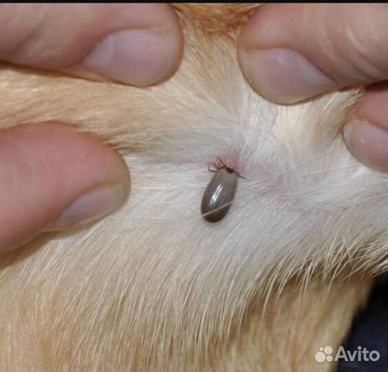 Обработка собак от клещей