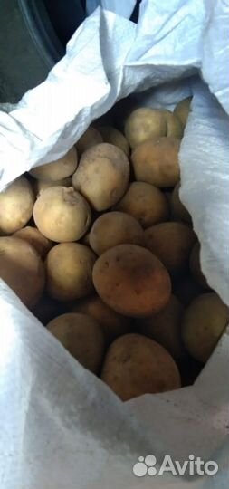 Продам картофель