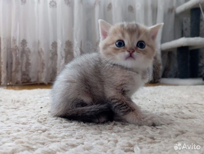 Шотландская золотая шиншилла