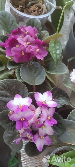 Комнатные цветы