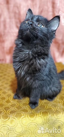 Кошки в добрые руки