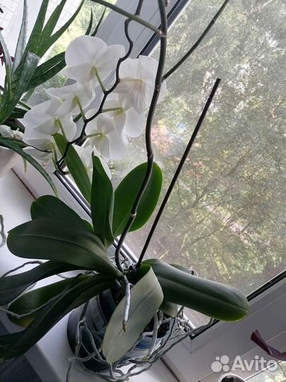 Орхидея фаленопсис белая