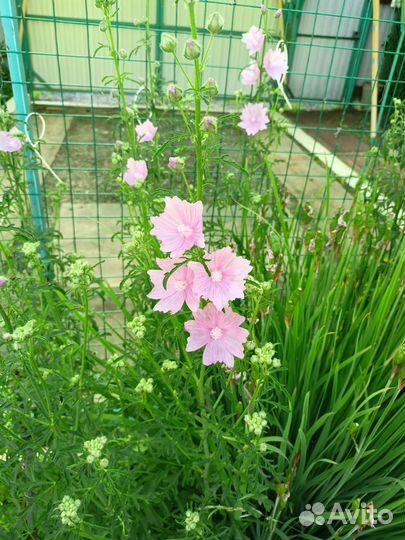 Садовые многолетники