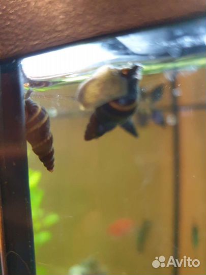 Улитки аквариумные