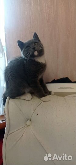 Кошка (котенок)