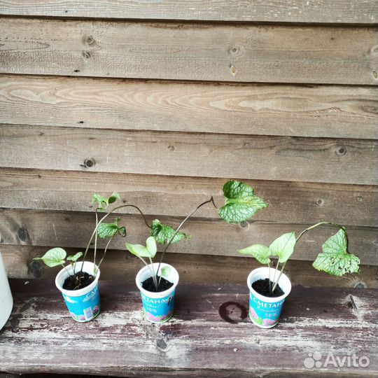 Брунера Александерс